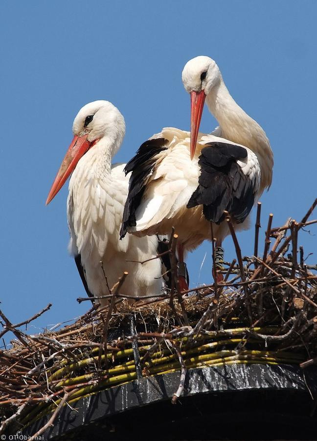 Appartement T3 Aux Deux Cigognes Gries المظهر الخارجي الصورة